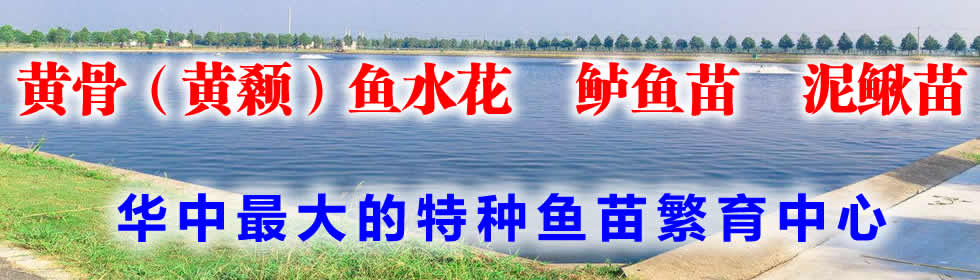 华中最大的台湾泥鳅苗繁育基地